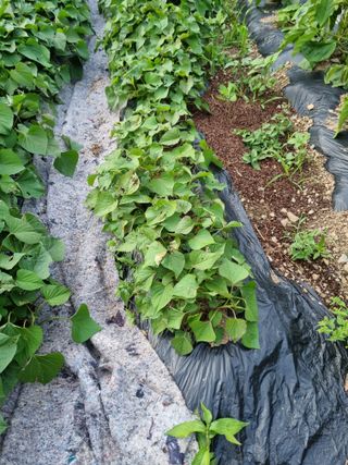 감20280님의 고구마 · 병해충상담 작성글 사진