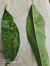 팜모닝 복숭아·병해충상담 게시글 이미지