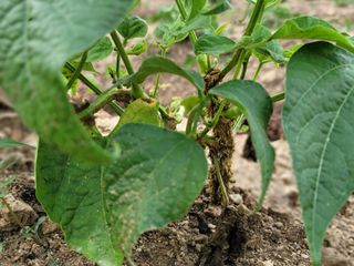 jun님의 콩 · 병해충상담 작성글 사진