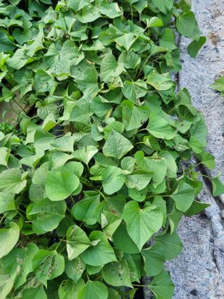 감20280님의 고구마 · 병해충상담 작성글 사진