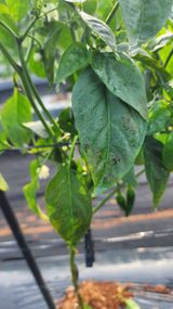 팜모닝 고추·병해충상담 게시글 이미지