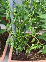 팜모닝 고추·병해충상담 게시글 이미지