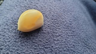 예쁜토끼님의 마늘 · 병해충상담 작성글 사진