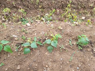 jun님의 콩 · 병해충상담 작성글 사진