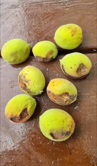 신선옥님의 매실 · 병해충상담 작성글 사진