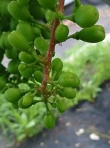 팜모닝 포도·병해충상담 게시글 이미지