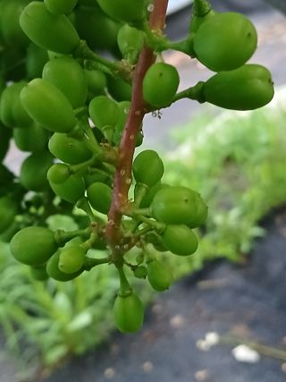 임마누엘님의 포도 · 병해충상담 작성글 사진