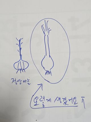 김삿갓ㅇ님의 마늘 · 병해충상담 작성글 사진