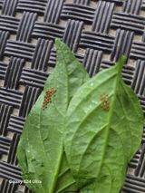 팜모닝 고추·병해충상담 게시글 이미지