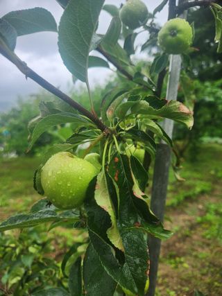큰골왕자님의 사과 · 병해충상담 작성글 사진