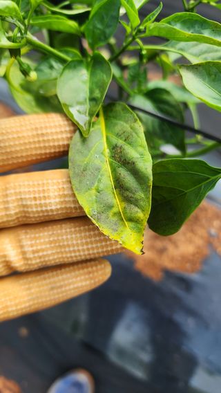 날으는통닭님의 고추 · 병해충상담 작성글 사진