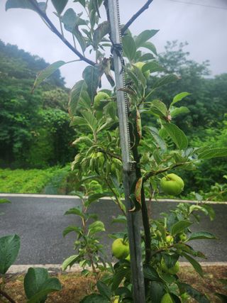 큰골왕자님의 사과 · 병해충상담 작성글 사진