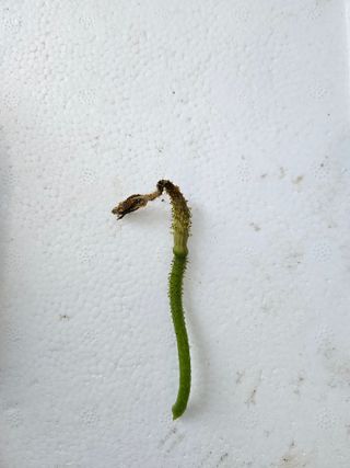 이왕권님의 오이 · 병해충상담 작성글 사진