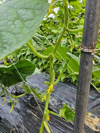 이왕권님의 오이 · 병해충상담 작성글 사진