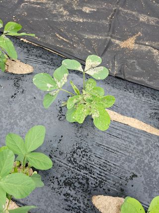 권영식님의 콩 · 병해충상담 작성글 사진