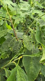 팜모닝 기타작물·병해충상담 게시글 이미지