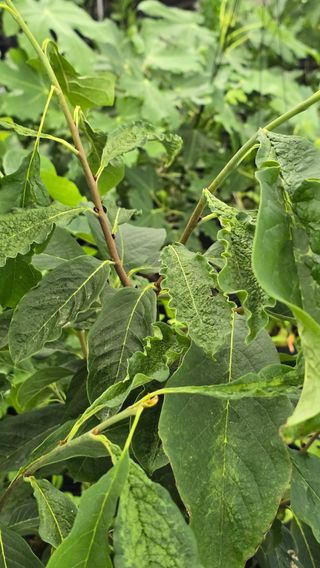 김선웅[포포나무]님의 기타작물 · 병해충상담 작성글 사진