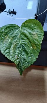 팜모닝 들깨·병해충상담 게시글 이미지