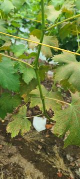 팜모닝 포도·병해충상담 게시글 이미지