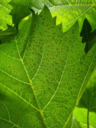 green님의 포도 · 병해충상담 작성글 사진