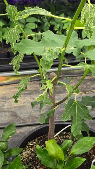 김선웅[포포나무]님의 기타작물 · 병해충상담 작성글 사진