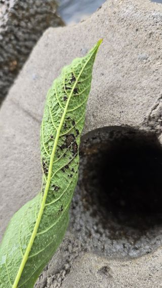 김선웅[포포나무]님의 기타작물 · 병해충상담 작성글 사진