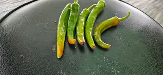 노승남님의 고추 · 병해충상담 작성글 사진