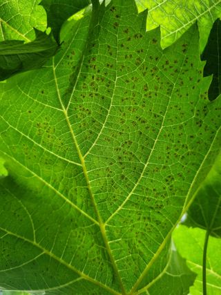 green님의 포도 · 병해충상담 작성글 사진