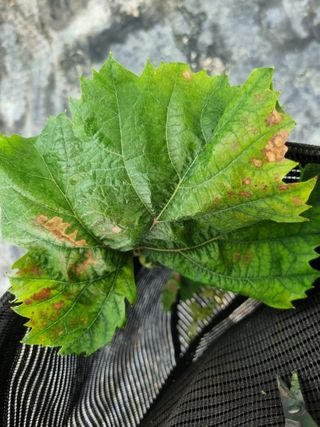 green님의 포도 · 병해충상담 작성글 사진