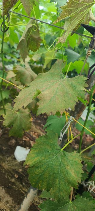 akira님의 포도 · 병해충상담 작성글 사진