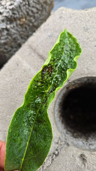 김선웅[포포나무]님의 기타작물 · 병해충상담 작성글 사진