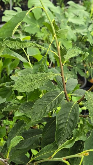 김선웅[포포나무]님의 기타작물 · 병해충상담 작성글 사진