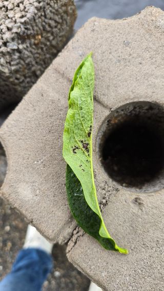 김선웅[포포나무]님의 기타작물 · 병해충상담 작성글 사진