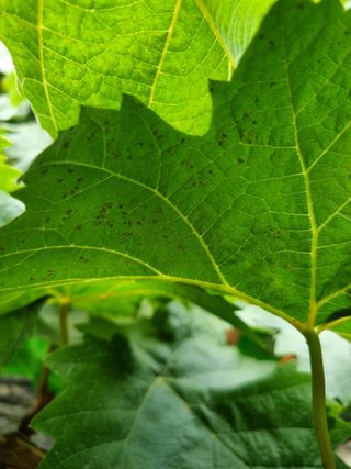 green님의 포도 · 병해충상담 작성글 사진