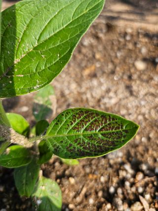 조정숙(1955)님의 참깨 · 병해충상담 작성글 사진