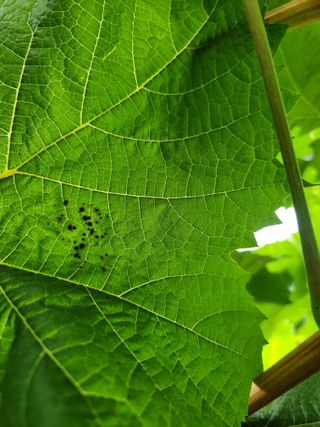 green님의 포도 · 병해충상담 작성글 사진