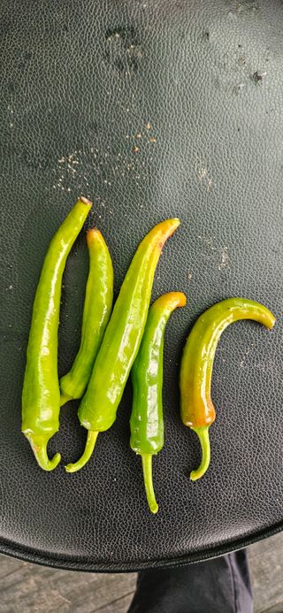 노승남님의 고추 · 병해충상담 작성글 사진