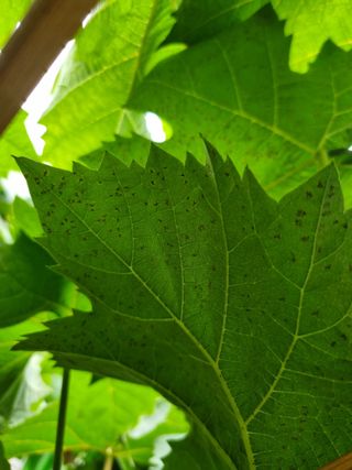 green님의 포도 · 병해충상담 작성글 사진