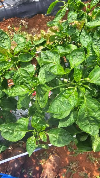 정의영님의 고추 · 병해충상담 작성글 사진