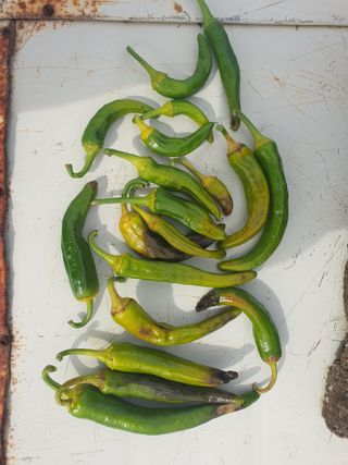 서툰 농부짱님의 고추 · 병해충상담 작성글 사진