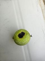 팜모닝 기타작물·병해충상담 게시글 이미지