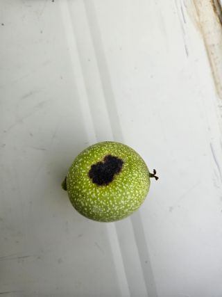 박세인님의 기타작물 · 병해충상담 작성글 사진