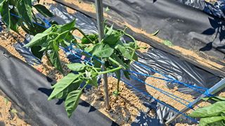 자일리님의 고추 · 병해충상담 작성글 사진