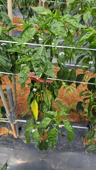 정의영님의 고추 · 병해충상담 작성글 사진