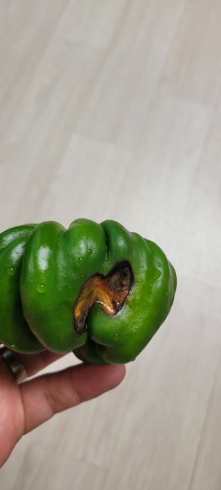 유진상님의 기타작물 · 병해충상담 작성글 사진