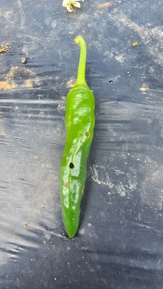 정의영님의 고추 · 병해충상담 작성글 사진