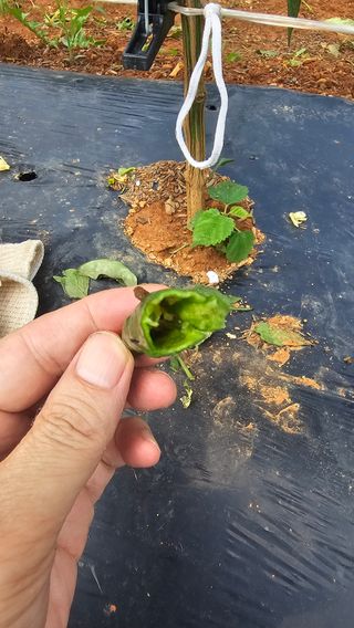 정의영님의 고추 · 병해충상담 작성글 사진