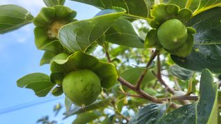 김태수님의 감 · 병해충상담 작성글 사진