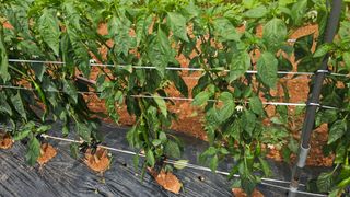 정의영님의 고추 · 병해충상담 작성글 사진