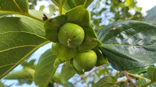 김태수님의 감 · 병해충상담 작성글 사진